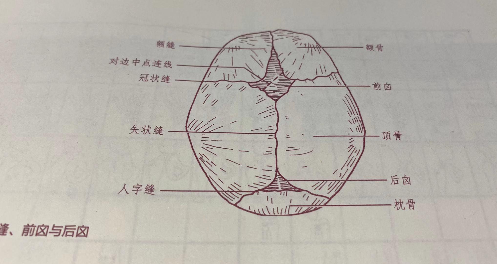 两个月宝宝前囟门闭合