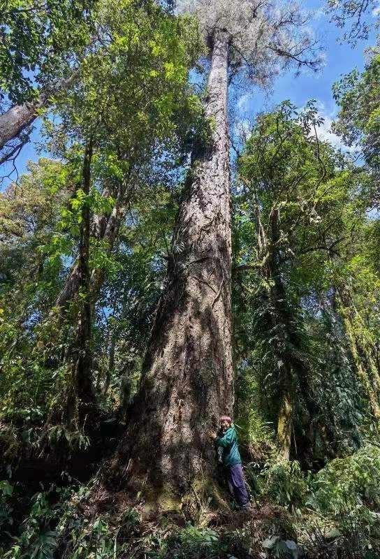 江苏衫树科技